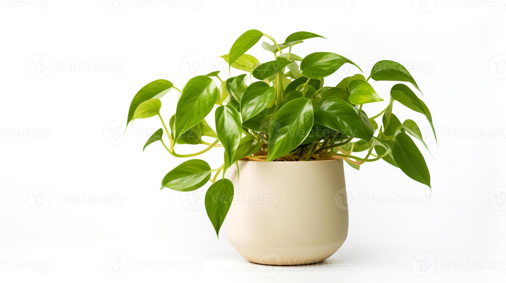 Photo of Epipremnum aureum in minimalist pot as houseplant for home decoration isolated on white background.