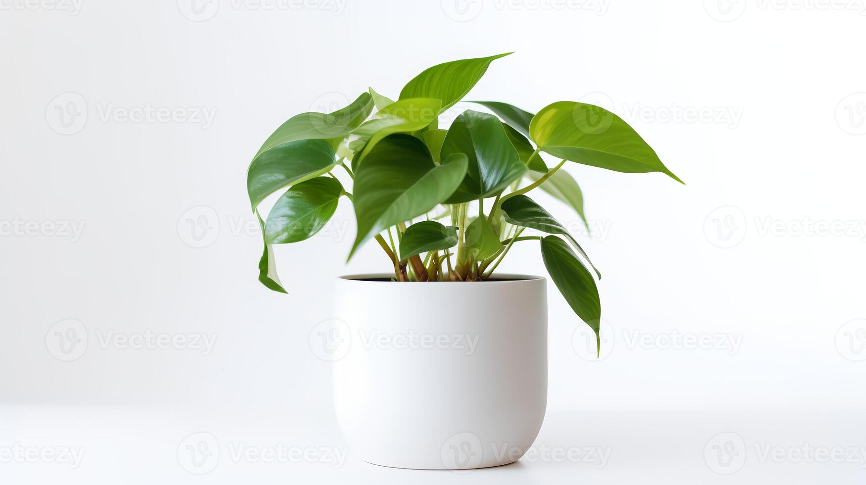 Photo of anubiasin minimalist pot as houseplant for home decoration isolated on white background.