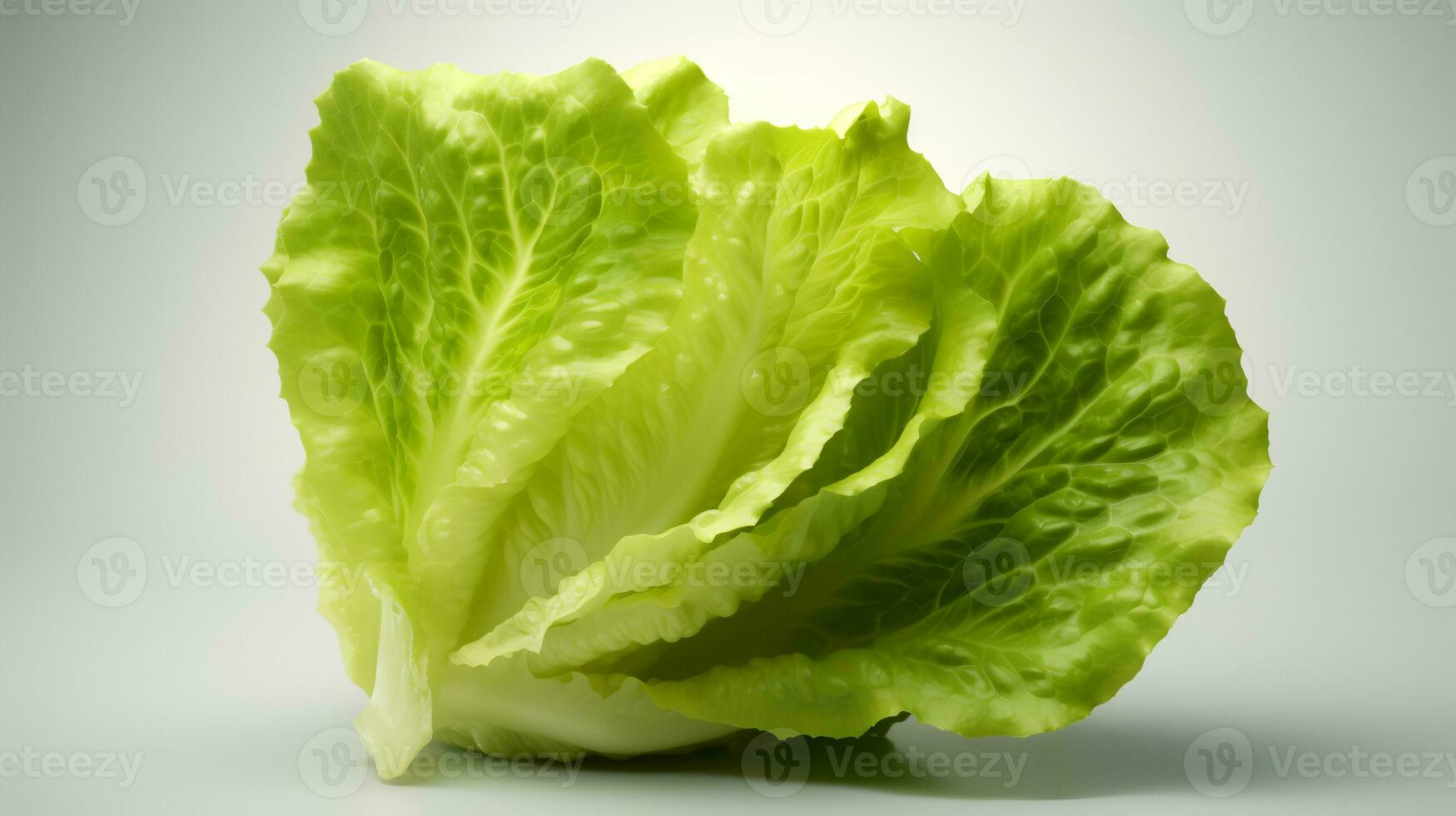 Photo of Fresh Lettuce isolated on white background