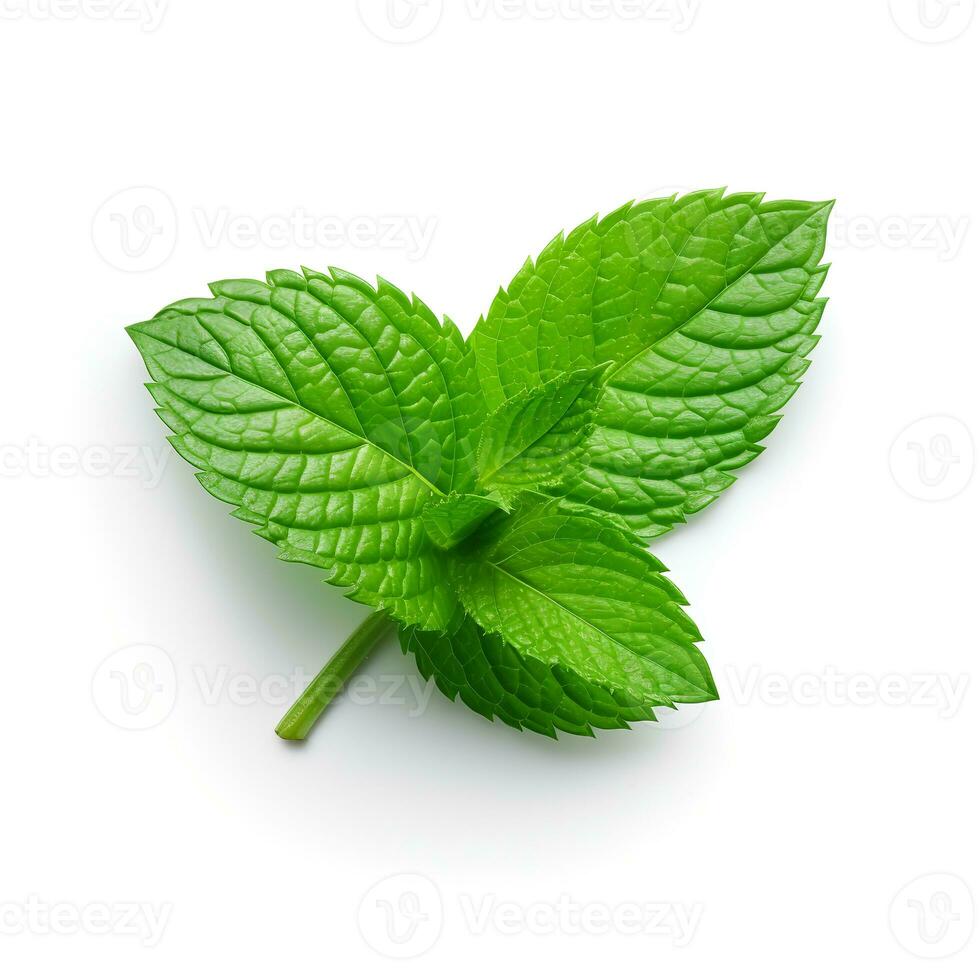 foto de menta hoja aislado en blanco antecedentes