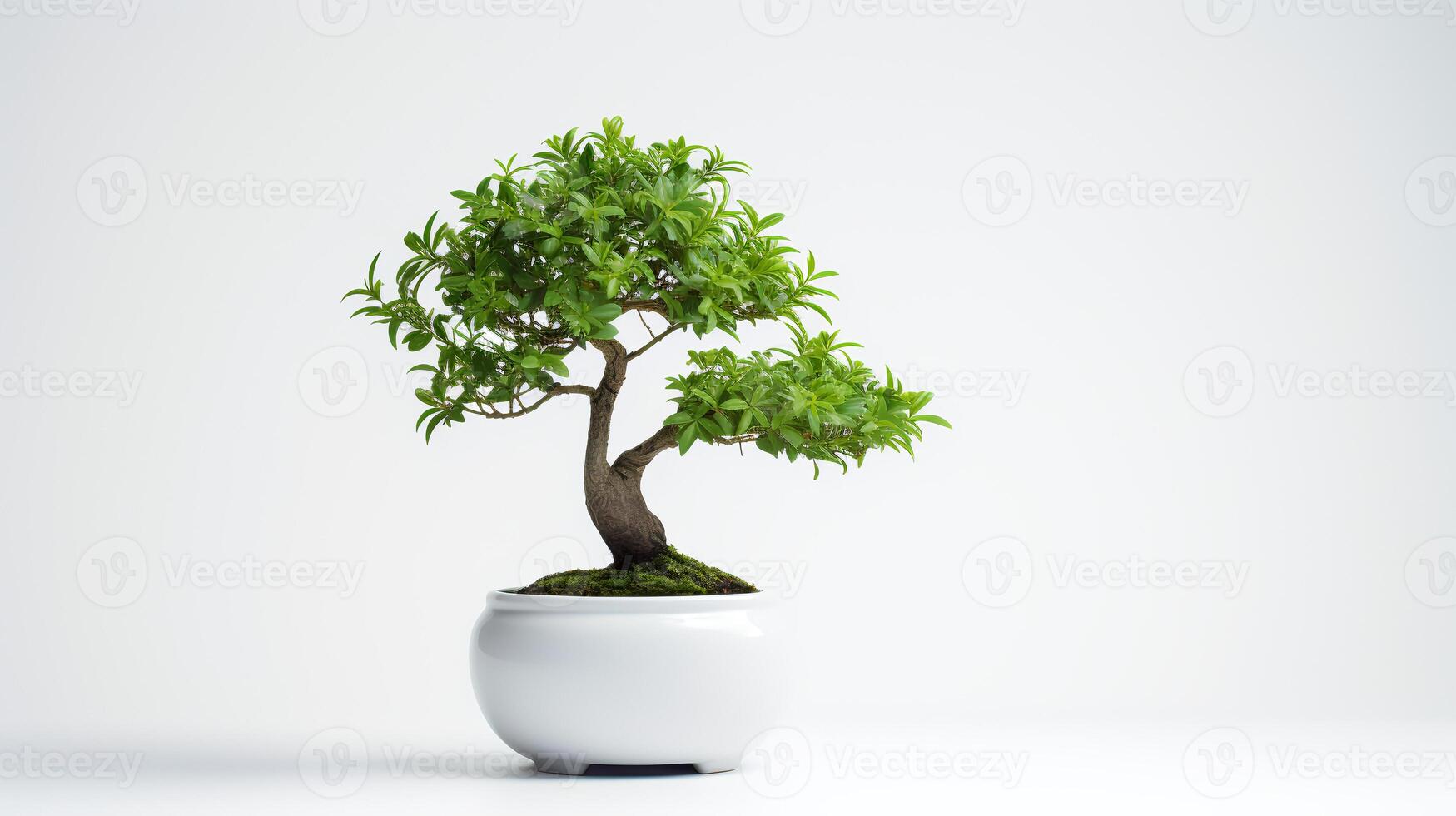 Photo of bonsai in minimalist pot as houseplant for home decoration isolated on white background.