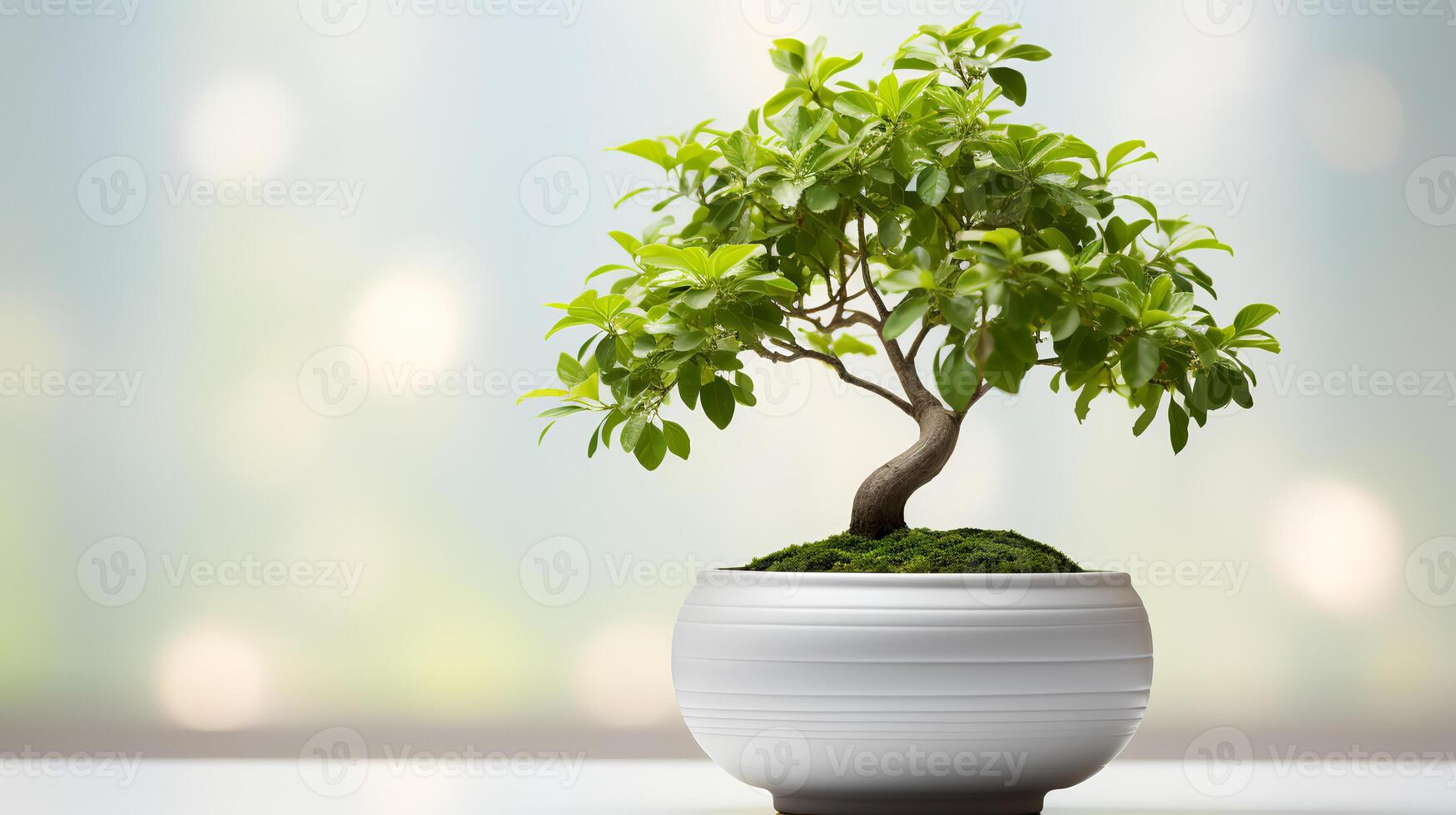 Photo of bonsai in minimalist pot as houseplant for home decoration isolated on blurry background.