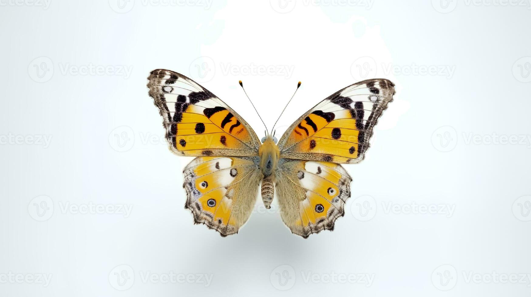 Photo of a painted lady butterly on white background. Generative AI