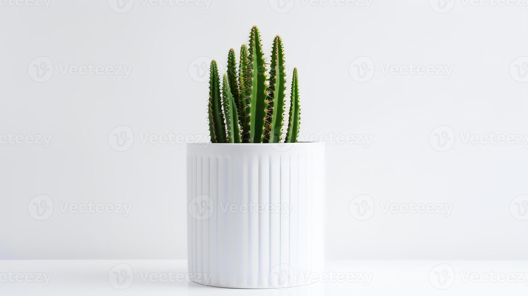 Photo of Organ pipe cactus in minimalist pot as houseplant for home decoration isolated on white background.