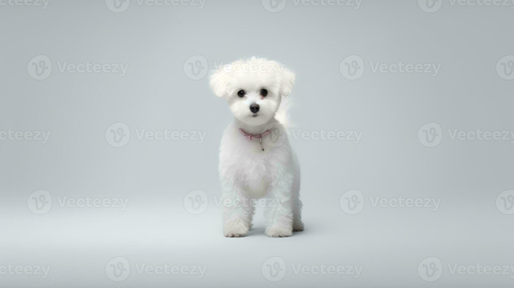 Photo of a poodle dog on white background. Generative AI