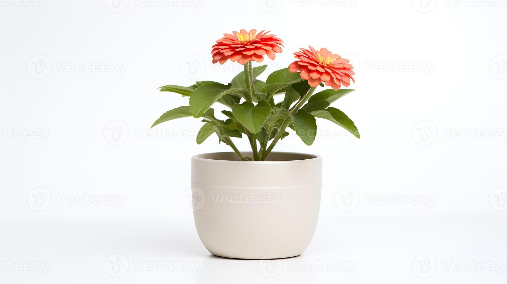 Photo of Zinnia in minimalist pot as houseplant for home decoration isolated on white background.