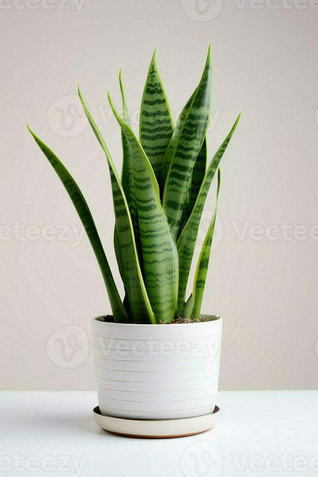 Photo of ornamental plant in minimalist pot as houseplant for home decoration isolated on white background. Generative AI