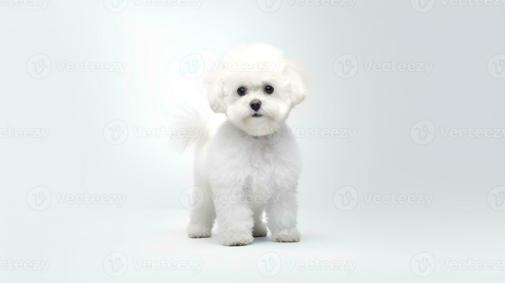 Photo of a poodle dog on white background. Generative AI