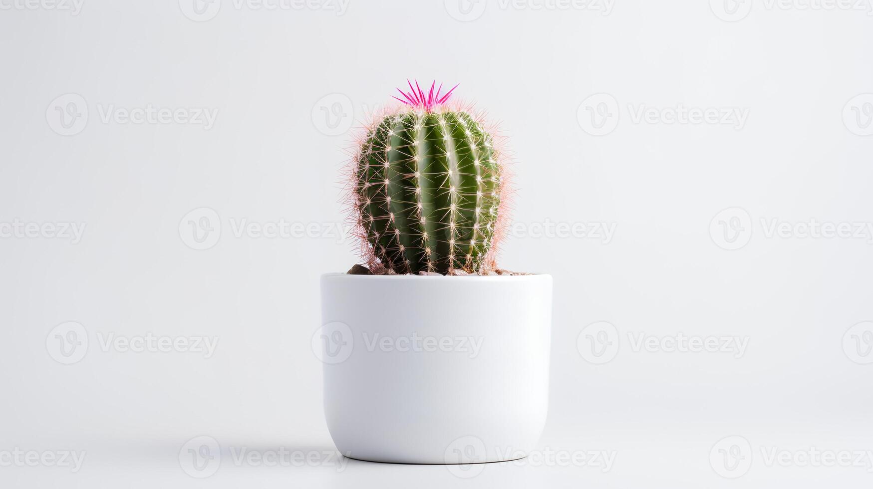 Photo of Hedgehog in minimalist pot as houseplant for home decoration isolated on white background.