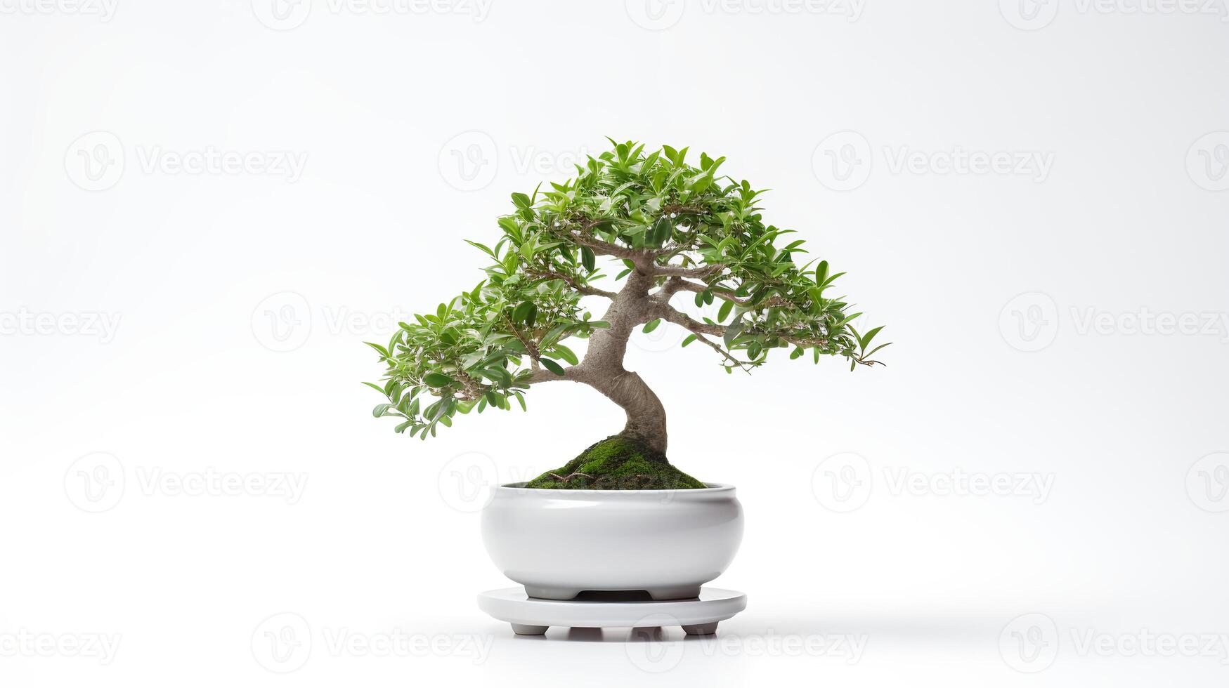 Photo of bonsai in minimalist pot as houseplant for home decoration isolated on white background.