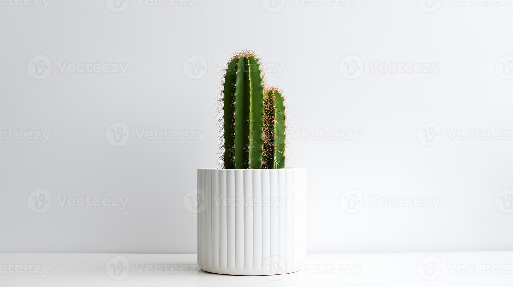 Photo of Organ pipe cactus in minimalist pot as houseplant for home decoration isolated on white background. Generative AI