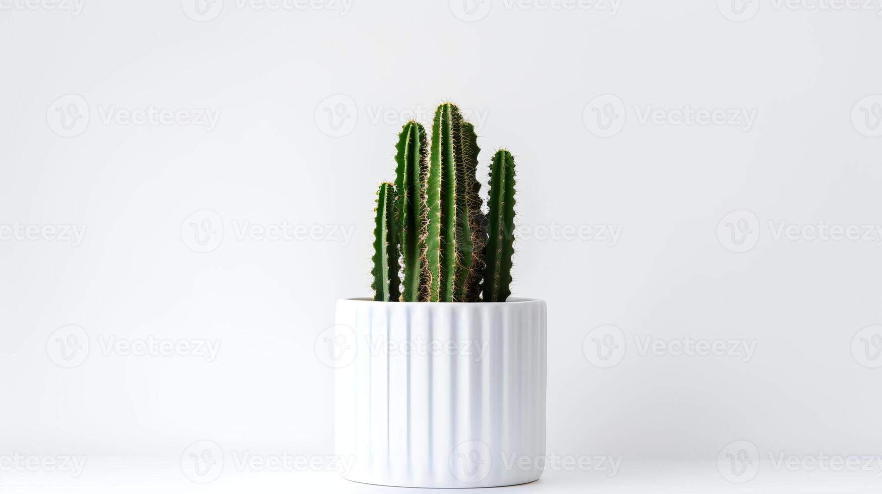 Photo of Organ pipe cactus in minimalist pot as houseplant for home decoration isolated on white background.