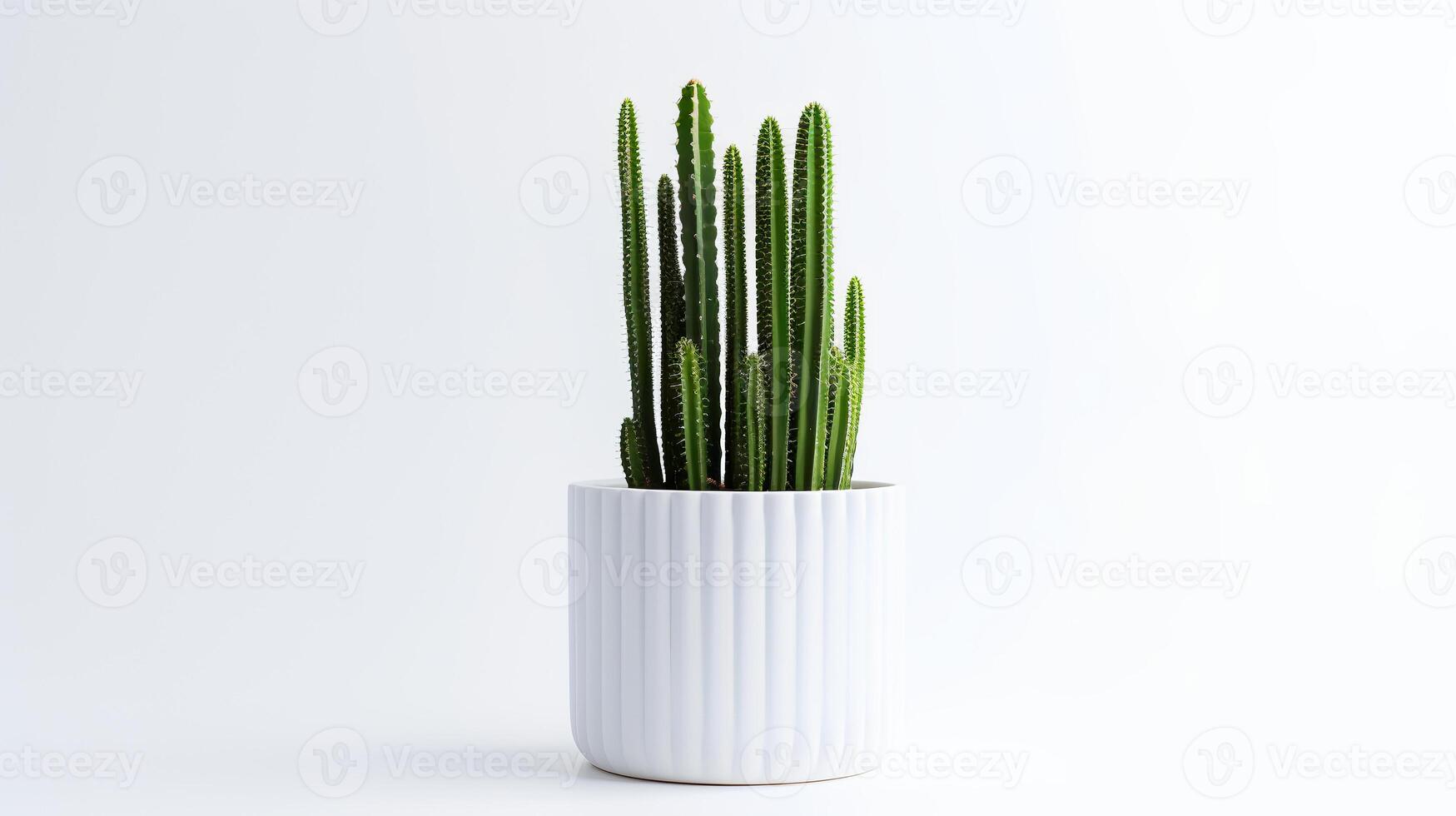 Photo of Organ pipe cactus in minimalist pot as houseplant for home decoration isolated on white background.
