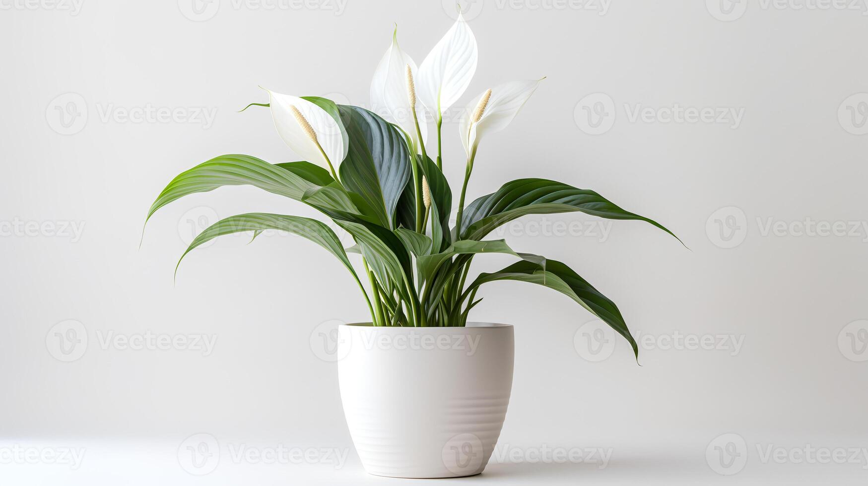 Photo of Peace Lily in minimalist pot as houseplant for home decoration isolated on white background.