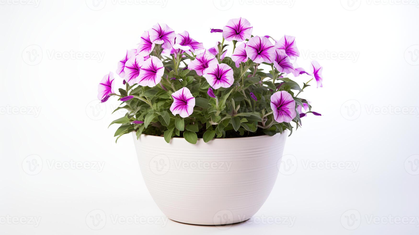 Photo of Petunia in minimalist pot as houseplant for home decoration isolated on white background.