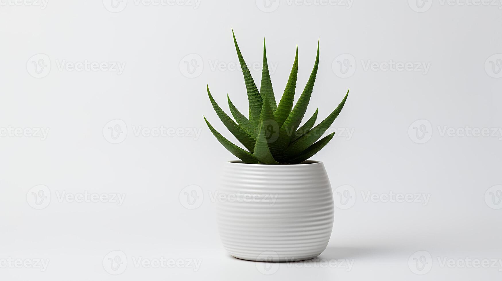 Photo of Haworthia in minimalist pot as houseplant for home decoration isolated on white background. Generative AI