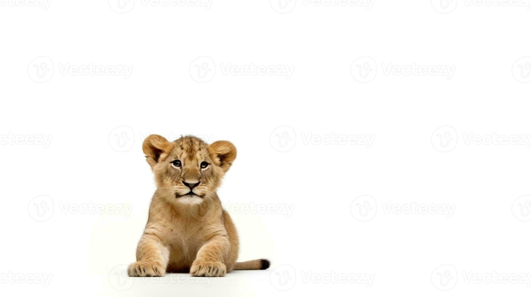 Photo of a lion on white background. Generative AI