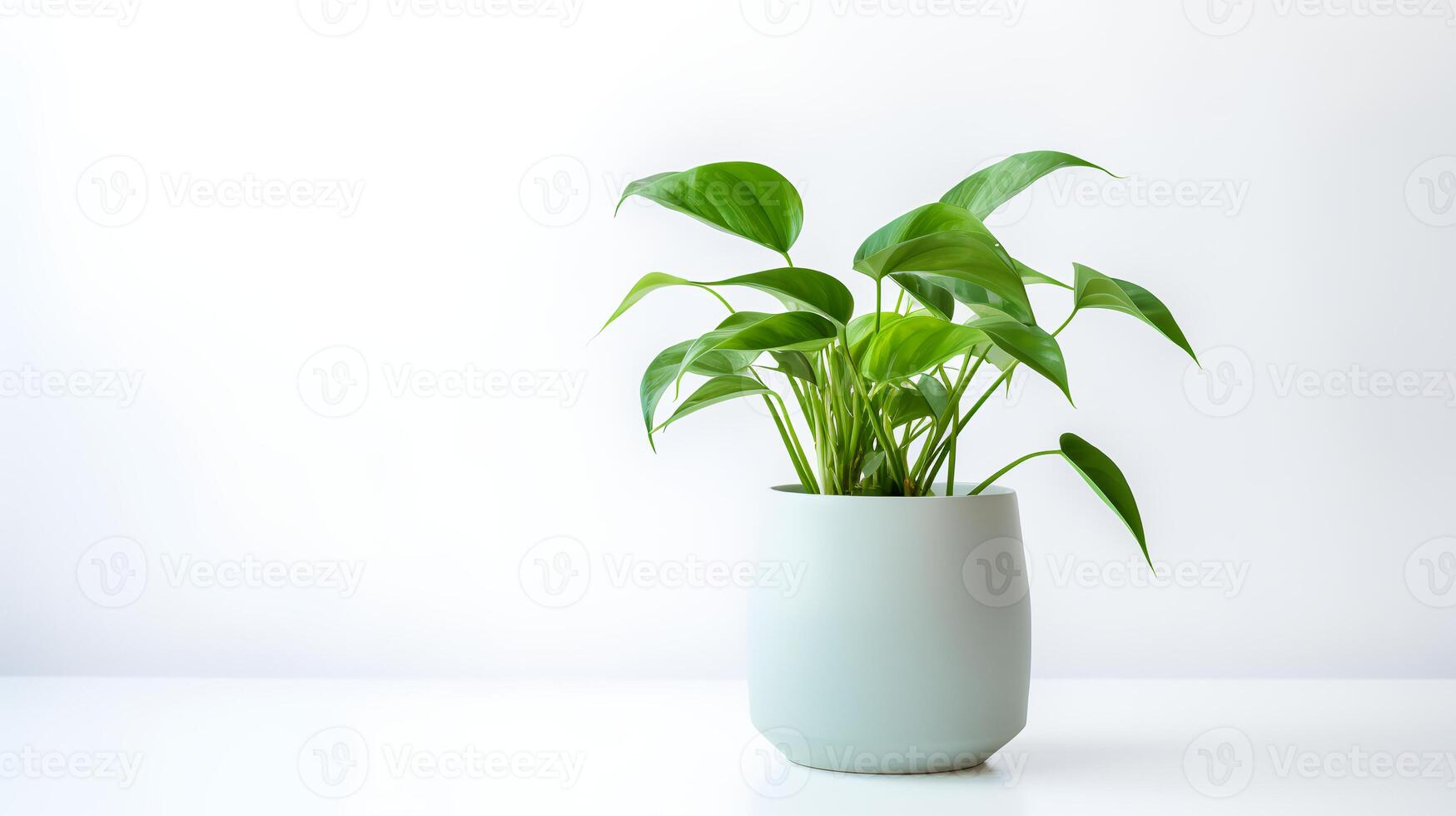 Photo of anubiasin minimalist pot as houseplant for home decoration isolated on white background. Generative AI