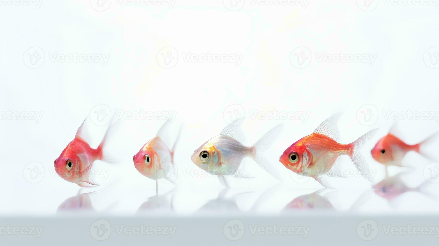 Photo of a neon tetras fish on white background