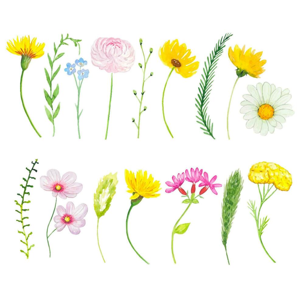 Set with watercolor meadow flowers. Wildflowers. vector