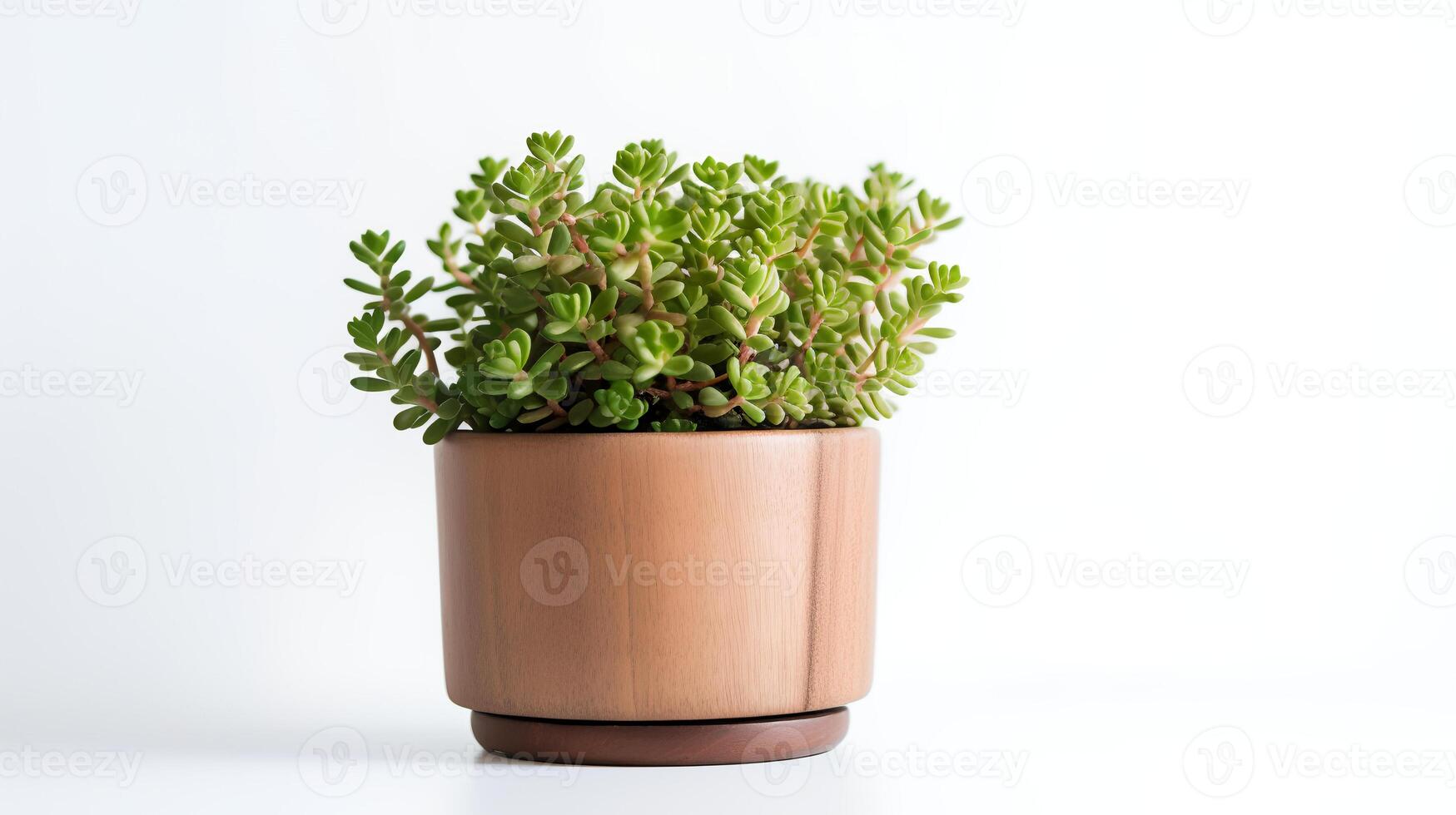 Photo of Sedum in minimalist pot as houseplant for home decoration isolated on white background. Generative AI