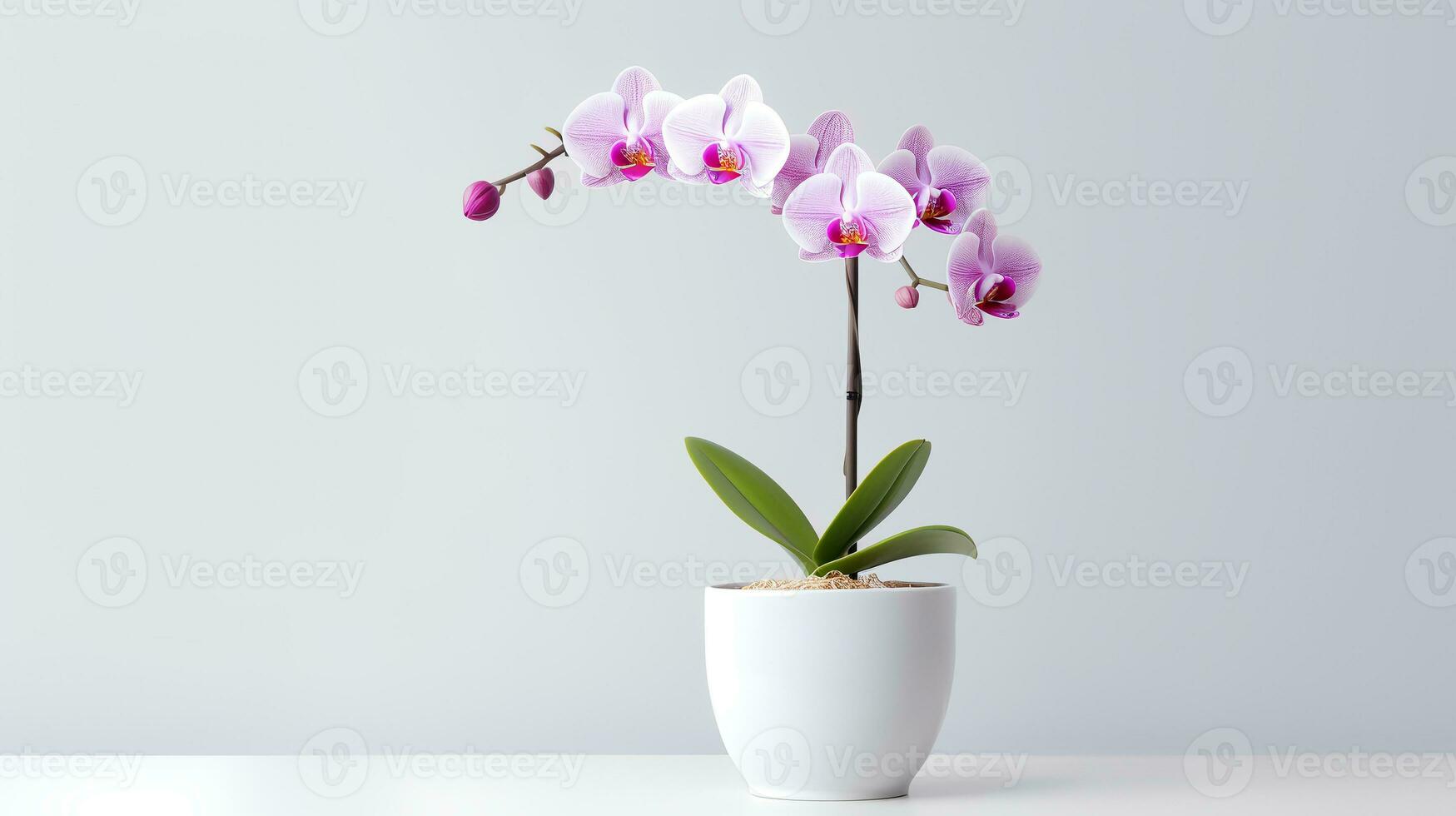 Photo of orchid in minimalist pot as houseplant for home decoration isolated on white background. Generative AI