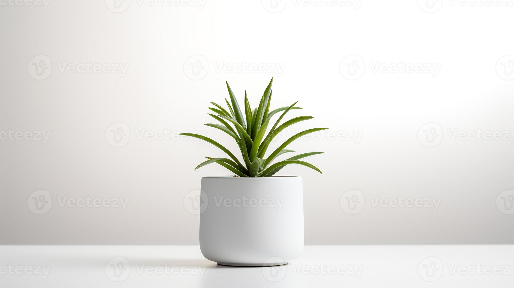 Photo houseplant in minimalist pot for home decoration.