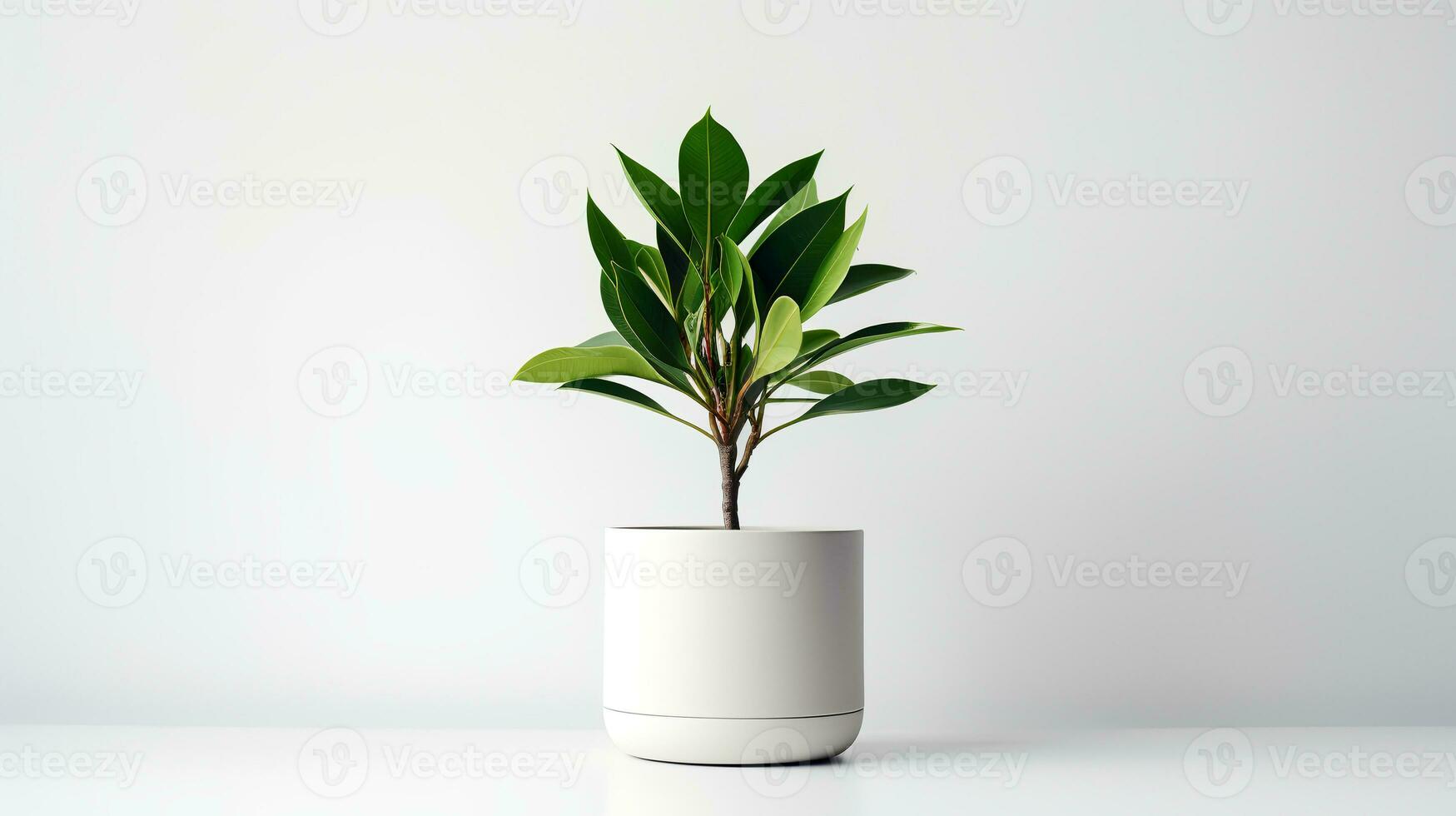 Photo of Zamioculcas zamiifolia in minimalist pot as houseplant for home decoration isolated on white background. Generative AI
