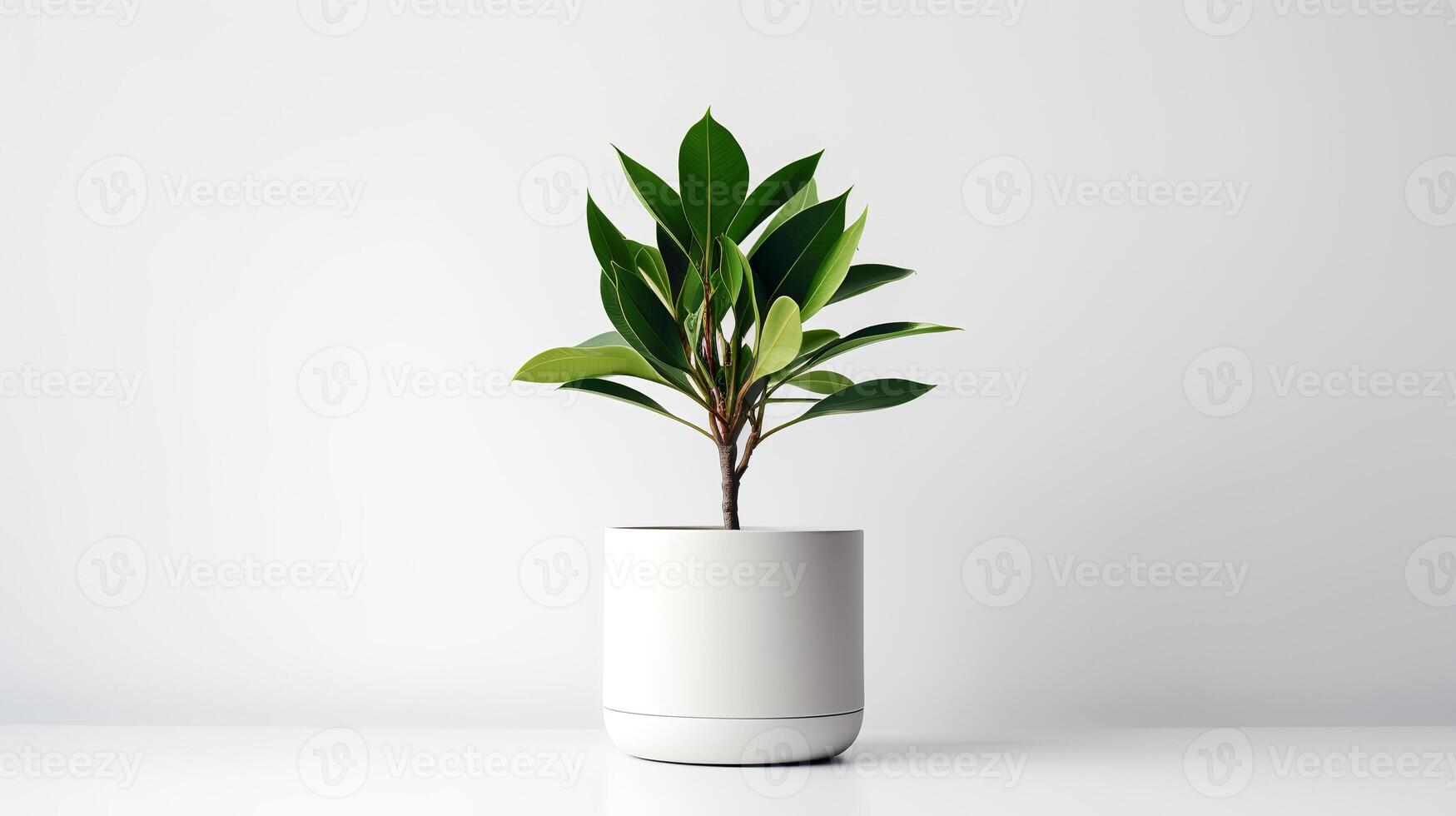 Photo of Zamioculcas zamiifolia in minimalist pot as houseplant for home decoration isolated on white background.
