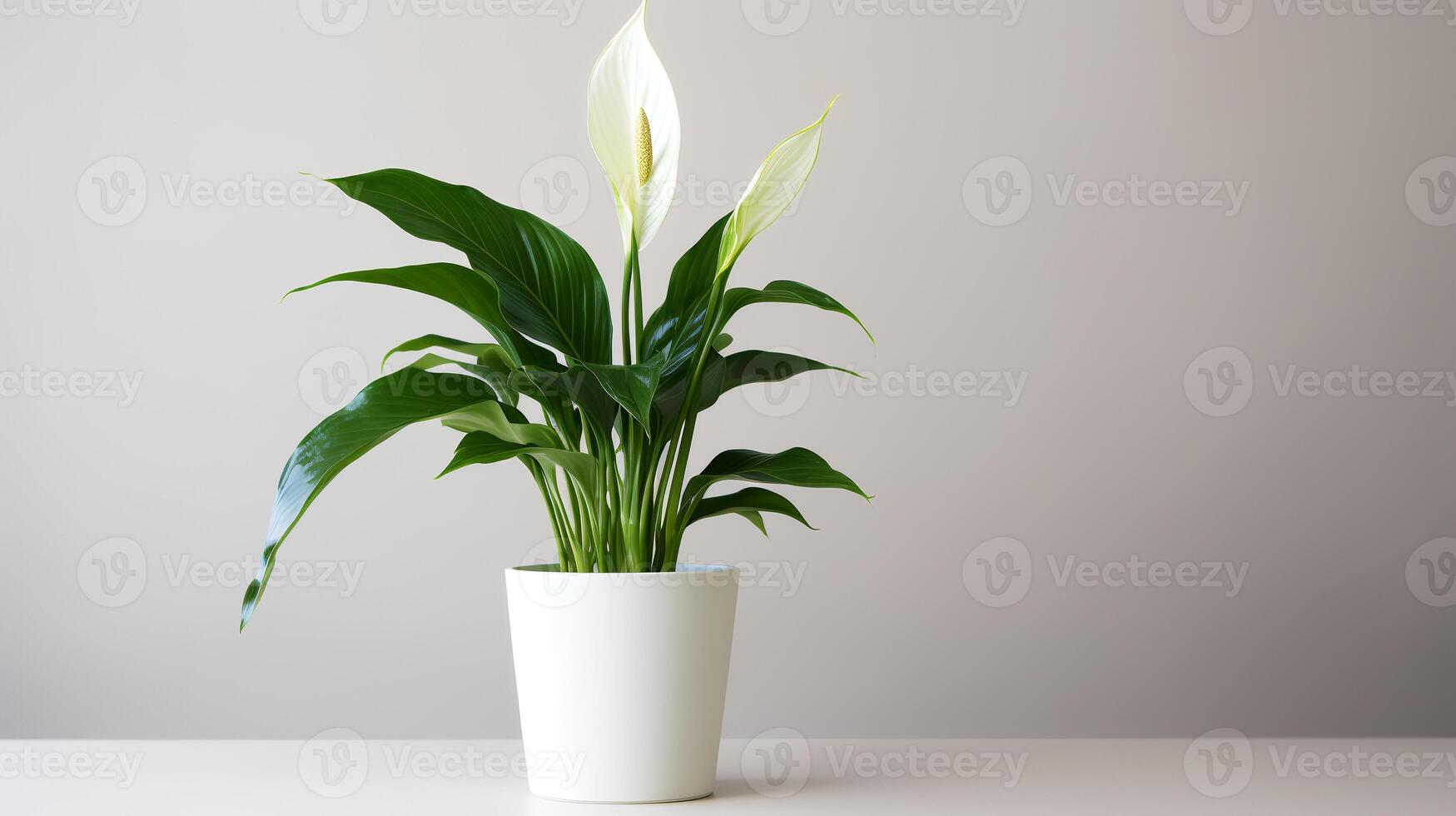 Photo of Peace Lily in minimalist pot as houseplant for home decoration isolated on white background. Generative AI