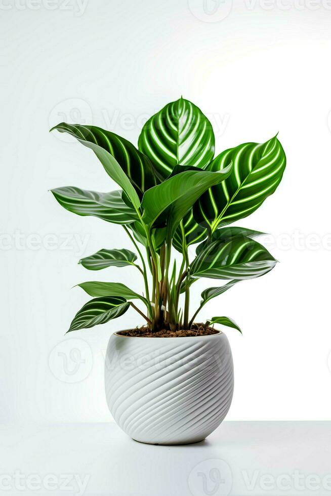 Photo of Calathea orbifolia in minimalist pot as houseplant for home decoration isolated on white background. Generative AI