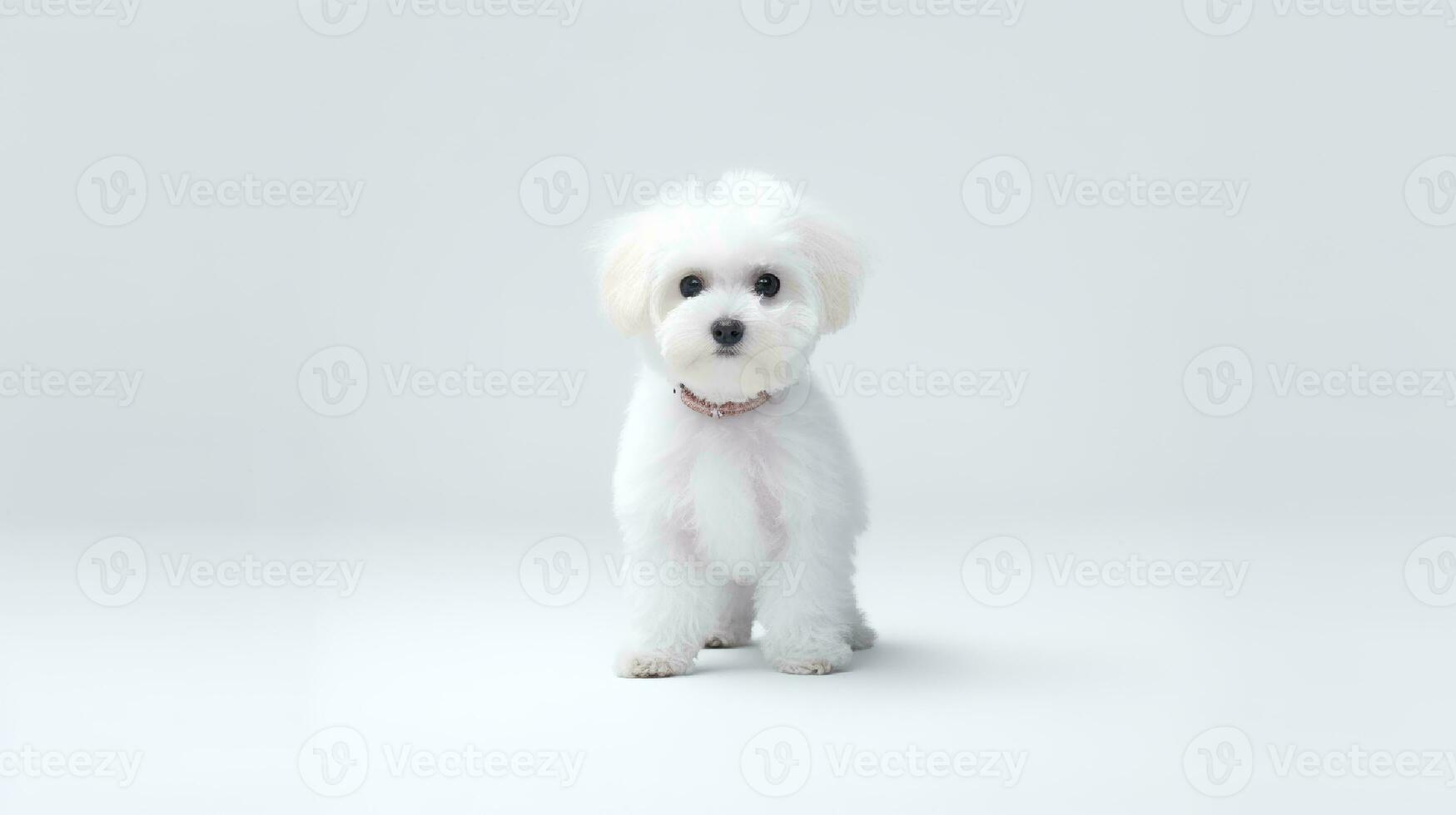 Photo of a poodle dog on white background. Generative AI