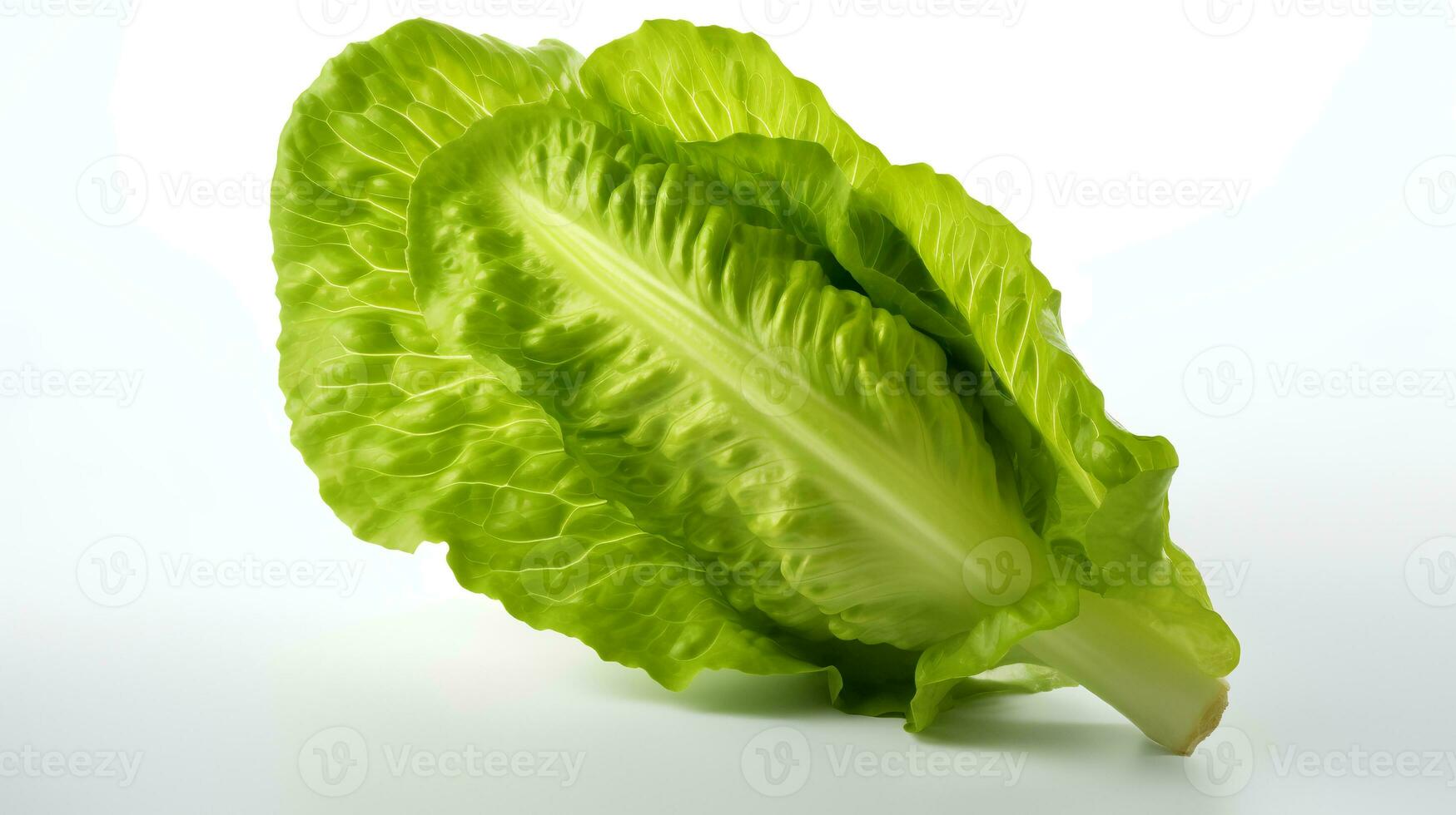 Photo of Fresh Lettuce isolated on white background