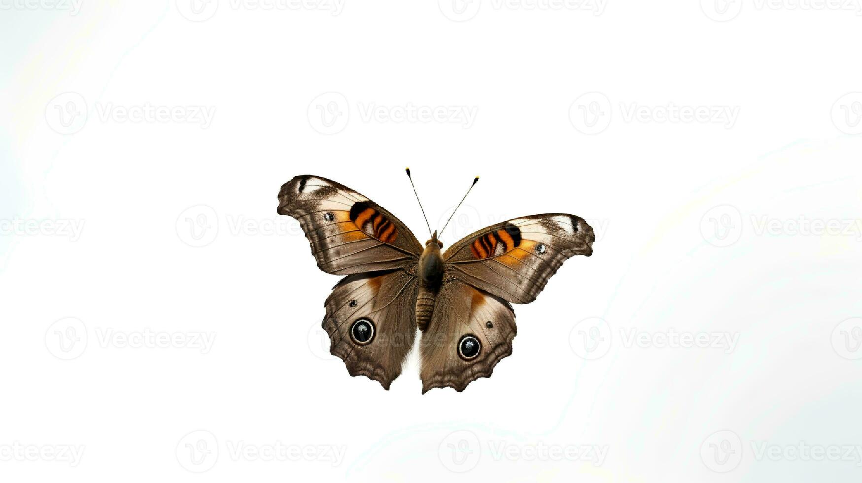 Photo of a Common Buckeye Butterfly on white background. Generative AI