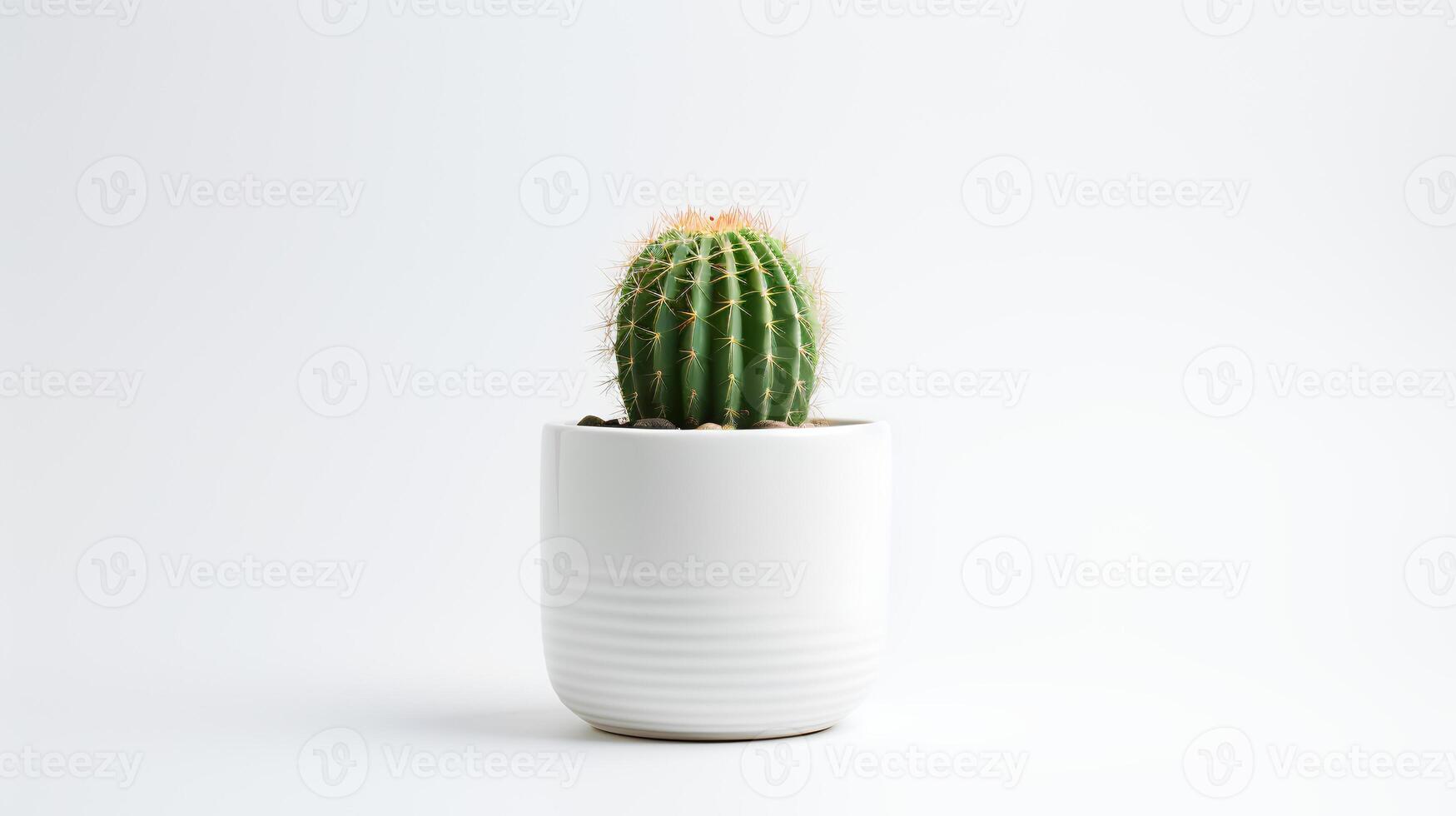 Photo of cactus in minimalist pot as houseplant for home decoration isolated on white background.