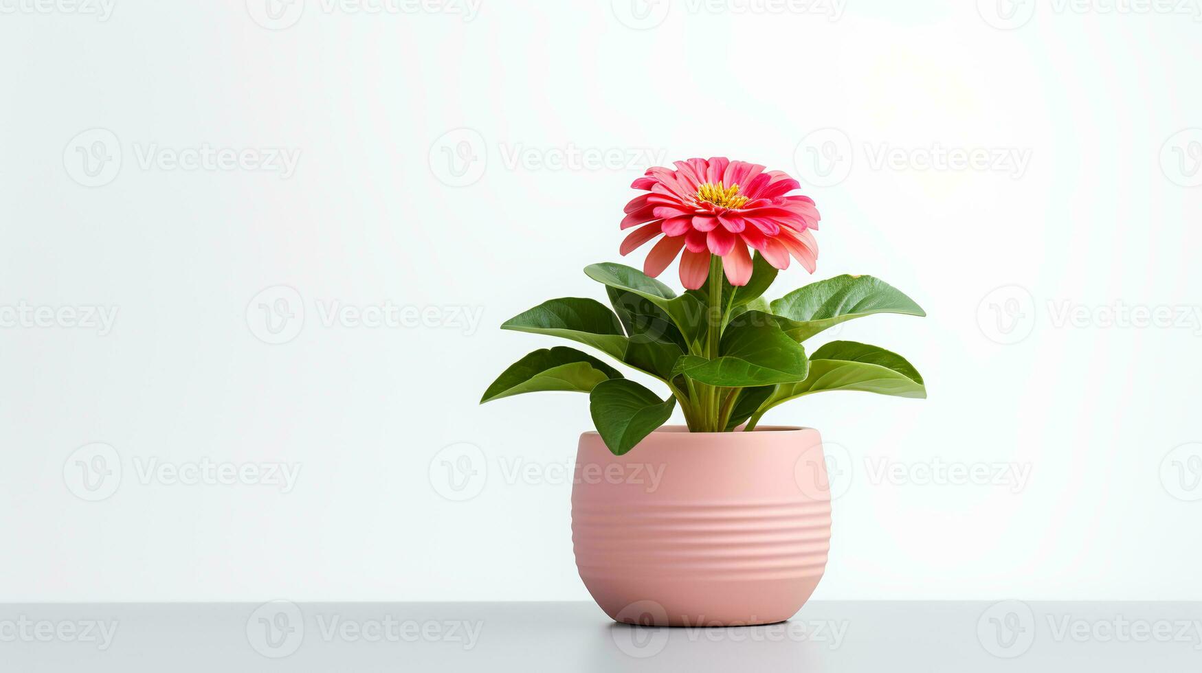 Photo of Zinnia in minimalist pot as houseplant for home decoration isolated on white background. Generative AI