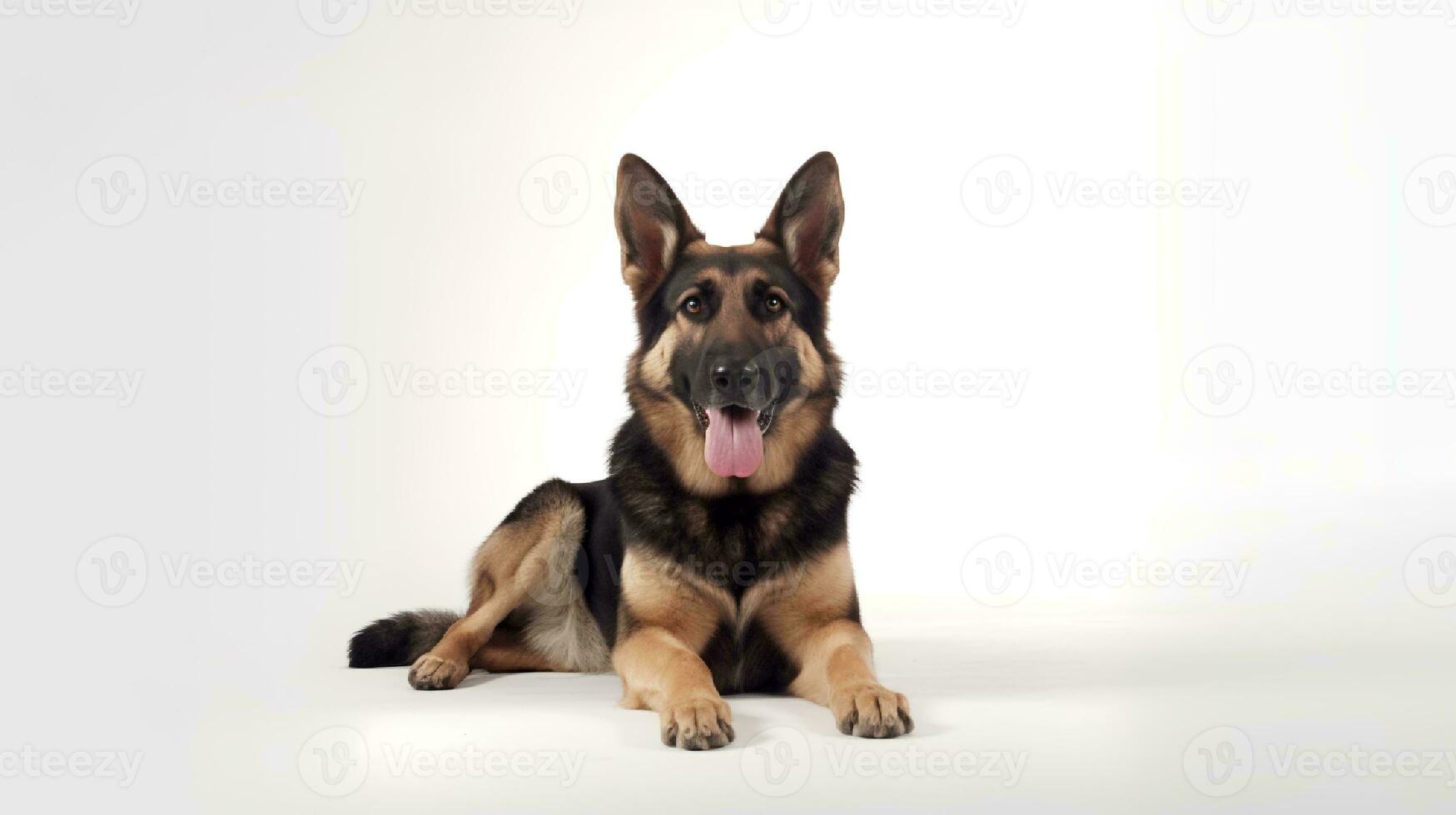 Photo of a german shepherd on white background. Generative AI