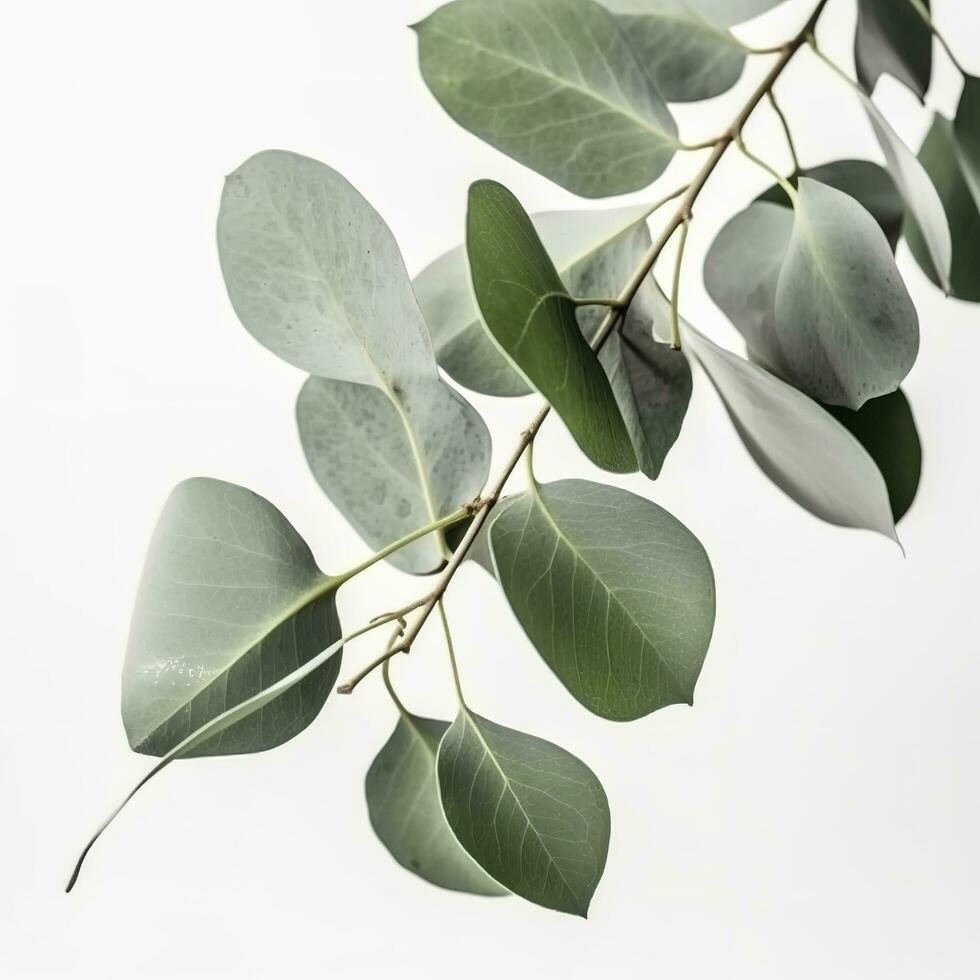 Eucalyptus branch isolated on white background. Flat lay, top view. floral concept, generate ai photo
