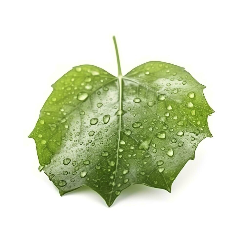 Verdant green leaf with water drops isolated on white background, generate ai photo