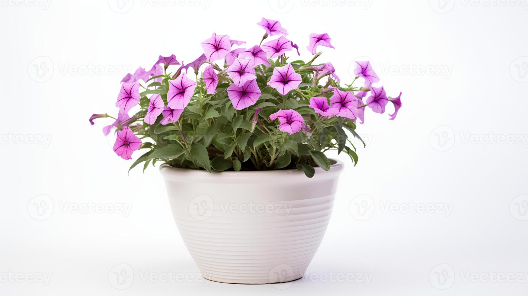 Photo of Petunia in minimalist pot as houseplant for home decoration isolated on white background.