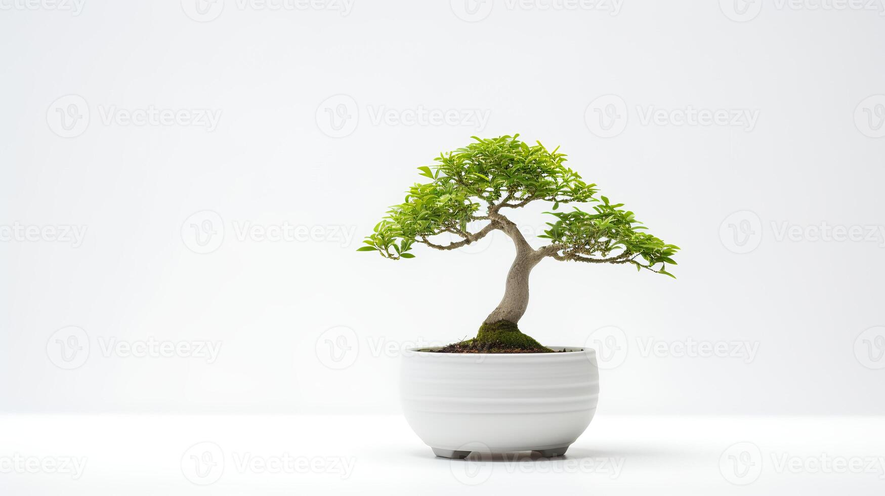 Photo of bonsai in minimalist pot as houseplant for home decoration isolated on white background.