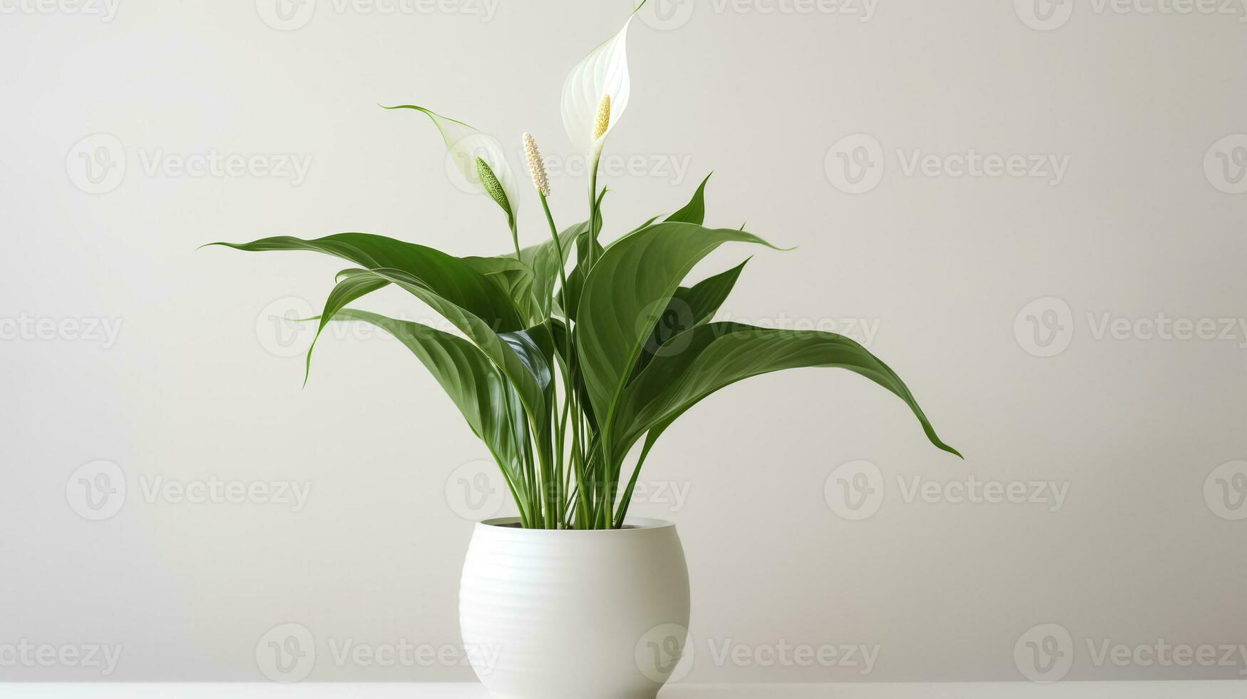 Photo of Peace Lily in minimalist pot as houseplant for home decoration isolated on white background. Generative AI