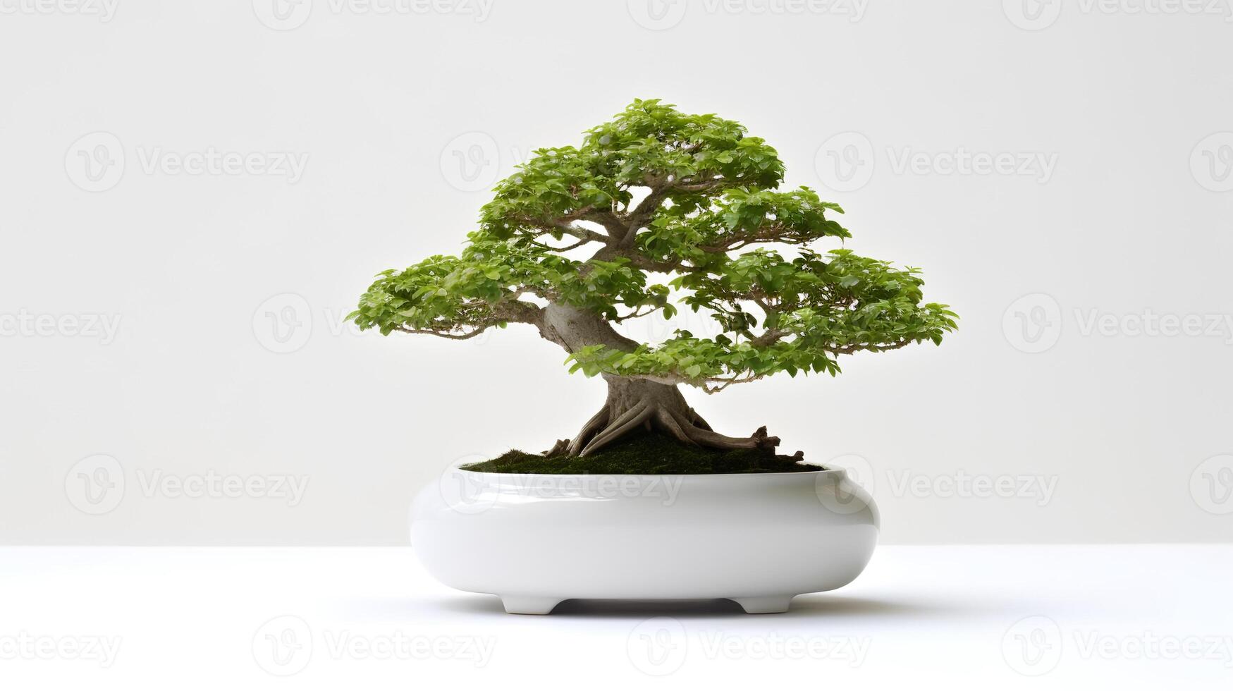 Photo of bonsai in minimalist pot as houseplant for home decoration isolated on white background.