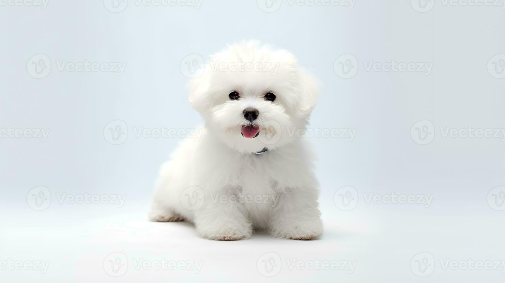 Photo of a Bichon Fise dog on white background. Generative AI