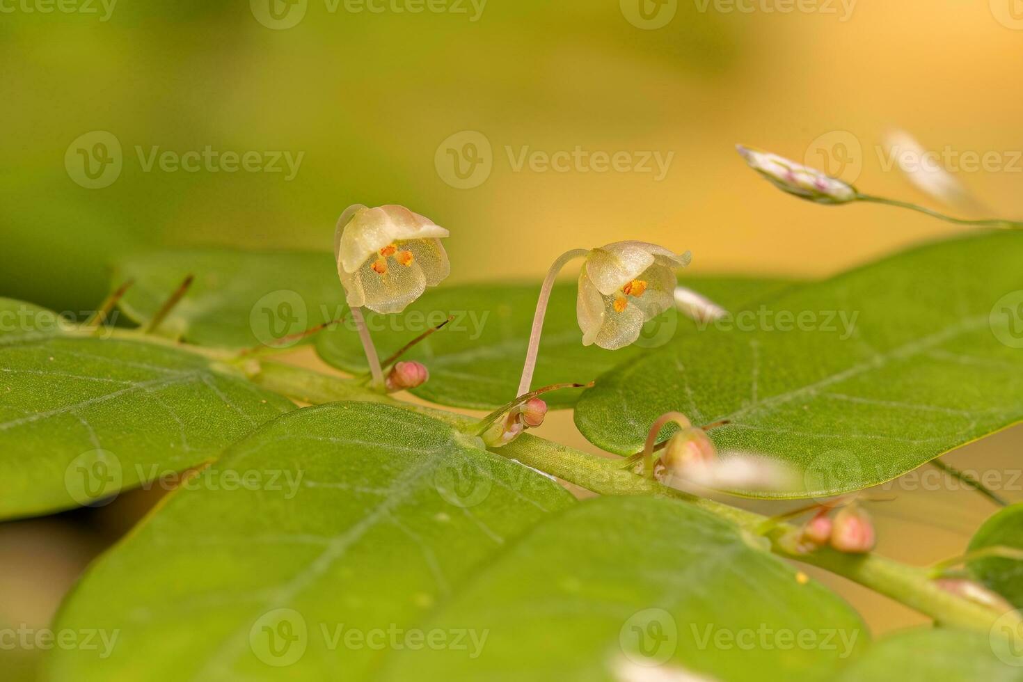 Small Wind Plant photo