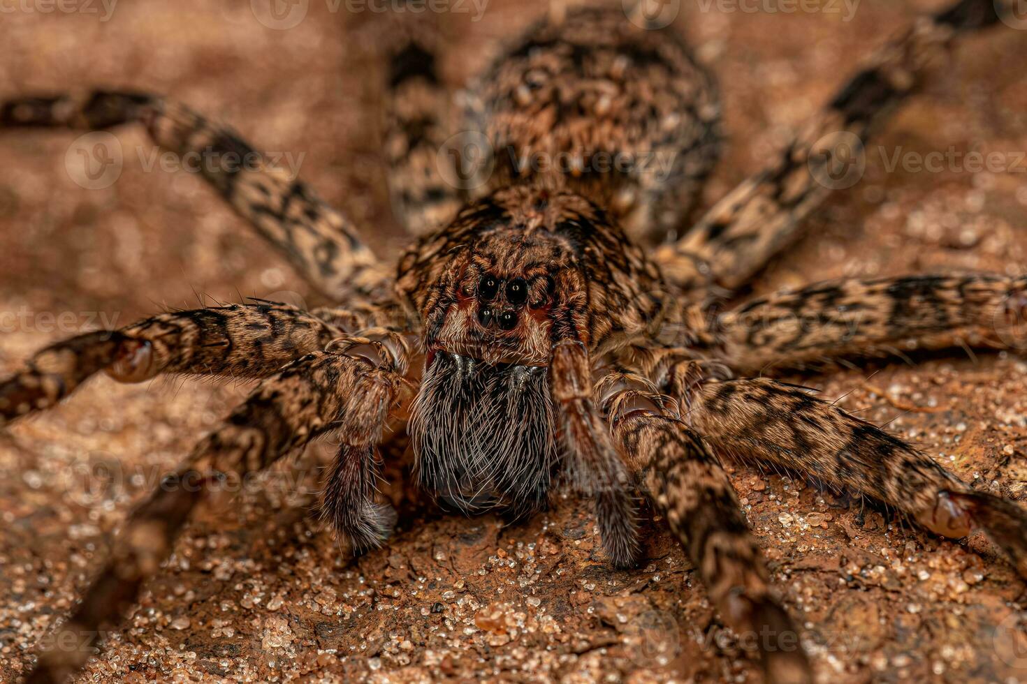 araña errante adulta foto