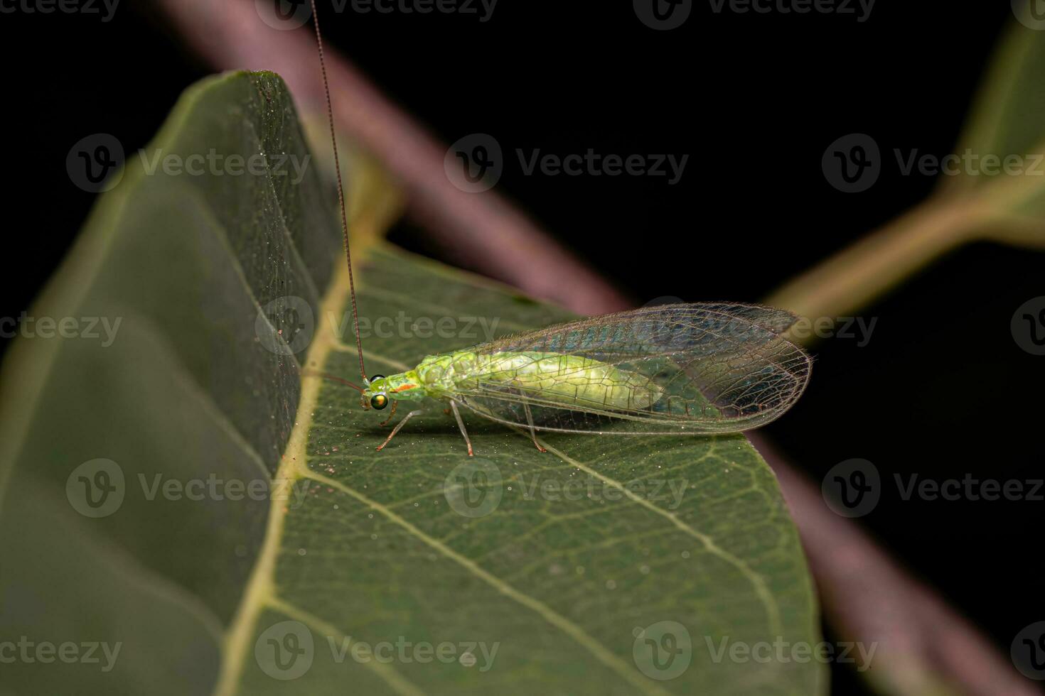 Adult Typical Green Lacewing photo