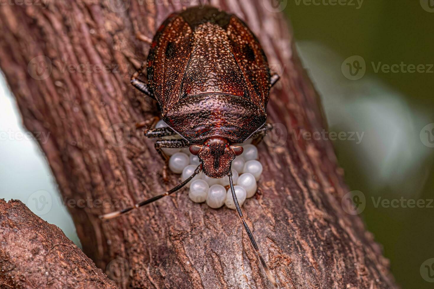 Stink bug protecting eggs photo