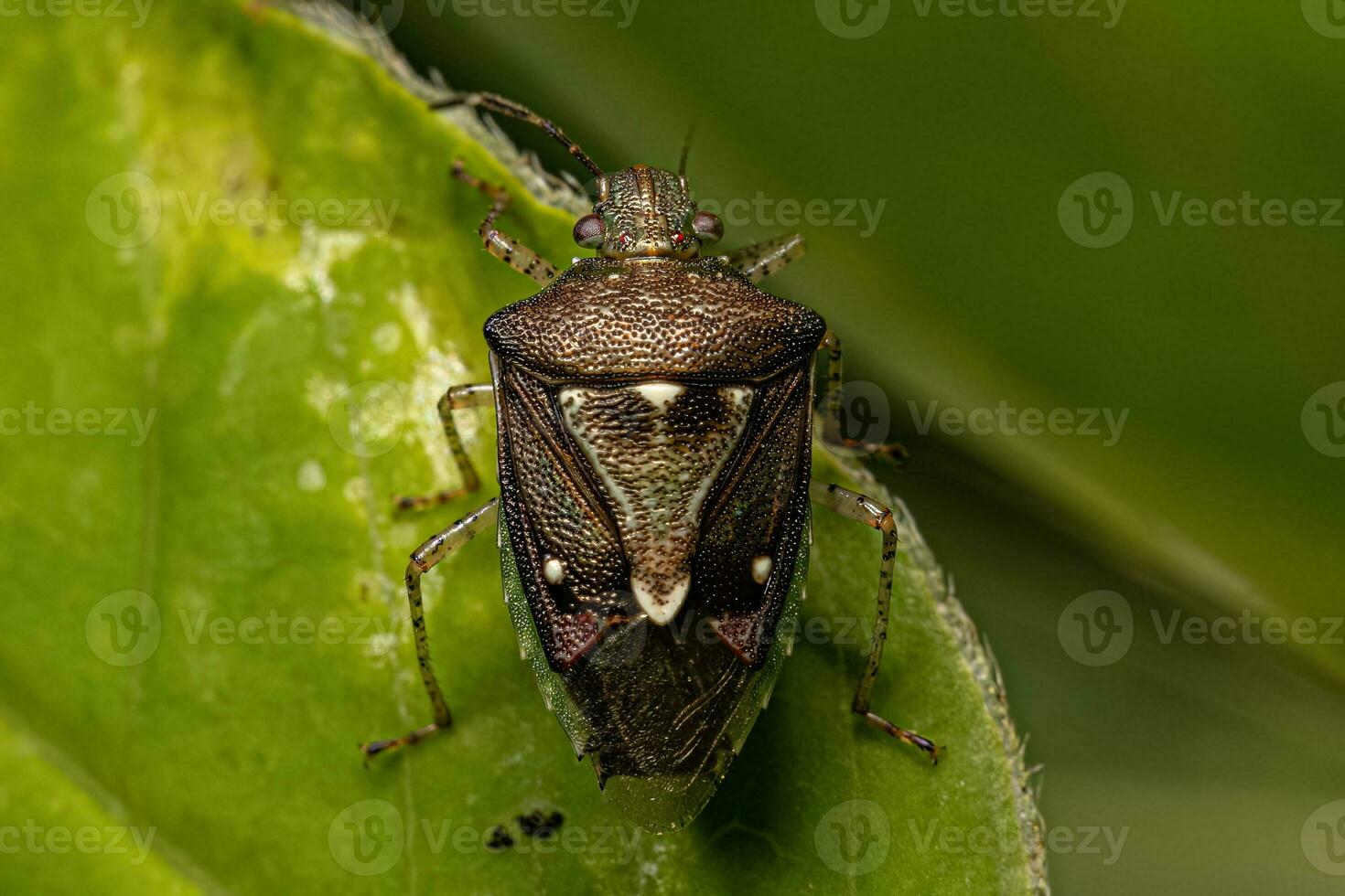 Adult Stink Bug photo