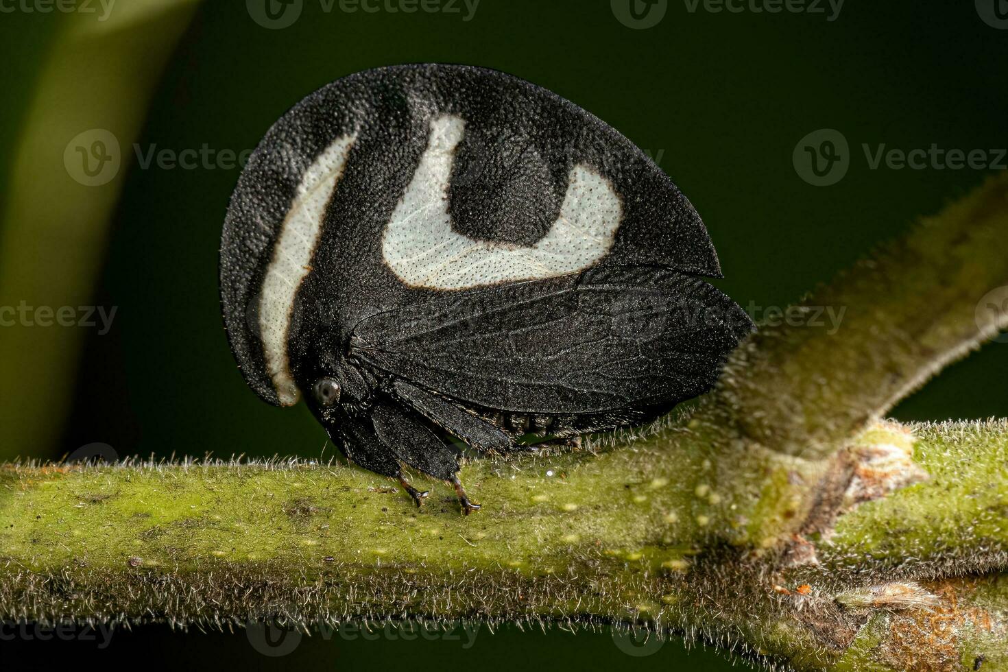 Adult Black and white Treehopper 26747207 Stock Photo at Vecteezy